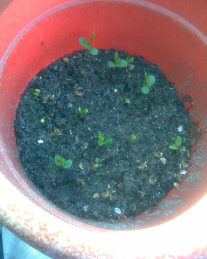 portaltoi generativ par franc; abatele fetel
