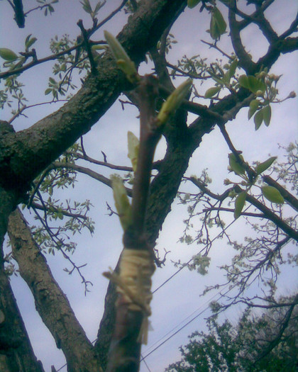 par semicopulatie in coroana