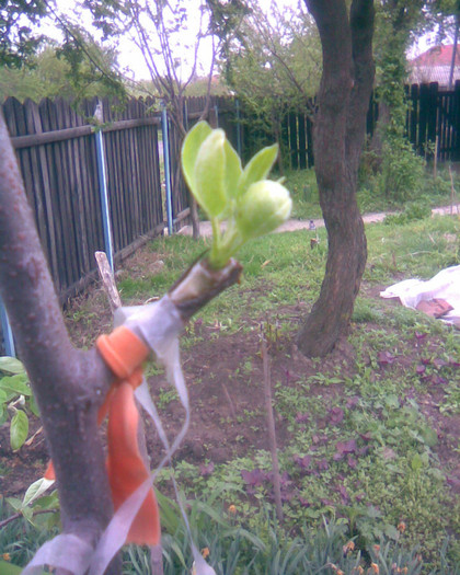 Păr Vasile pe gutui oculatie in coroana; am verificat afinitatea la altoire a soiului cu gutuiul meu
