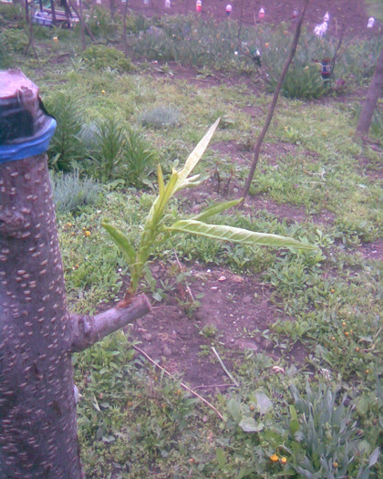 Piersic oculatie in coroana; a avut o dezvoltare admirabila am atelat altoiul
