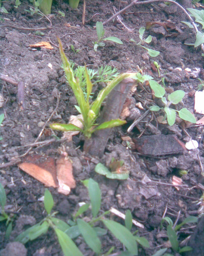 Piersic portaltoi vegetativ; toamna are 2 metri
