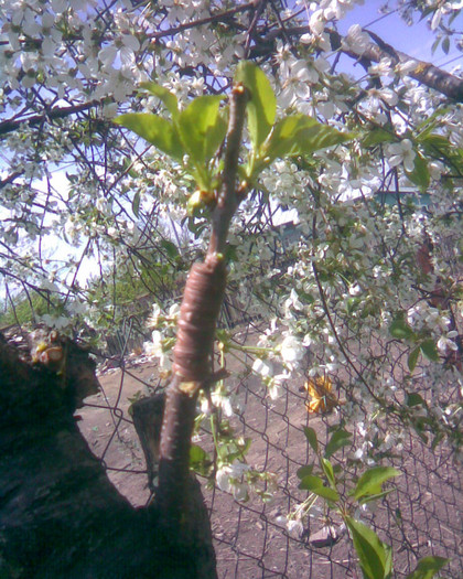 Vişin despicătură in coroana; dupa cules reduc sarpanta
