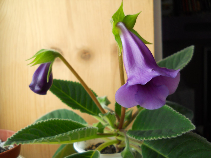 Sinningia speciosa Regina - gloxinia 2012