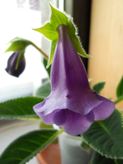 DSCN8092 - gloxinia 2012