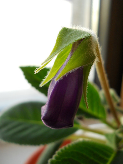 DSCN8097 - gloxinia 2012