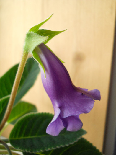 DSCN8098 - gloxinia 2012