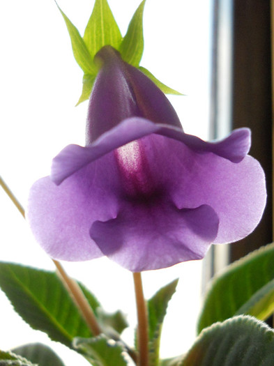 DSCN8099 - gloxinia 2012