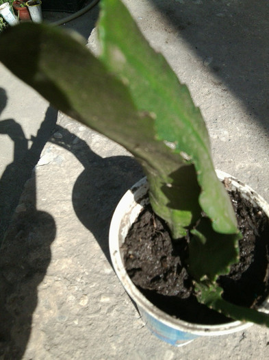 epy roz -mersi flory