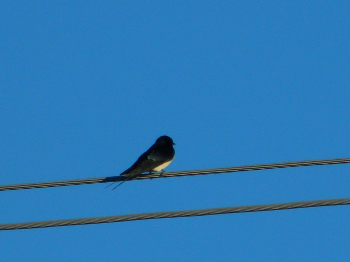 DSCN3767