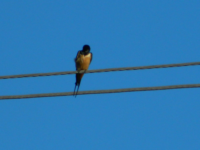 DSCN3769