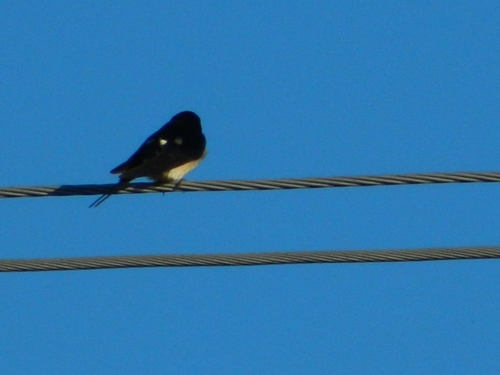 DSCN3778
