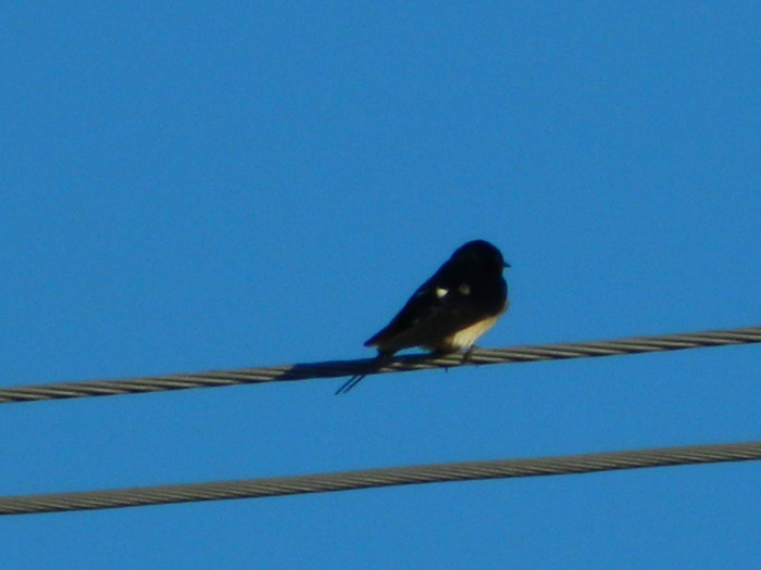 DSCN3779