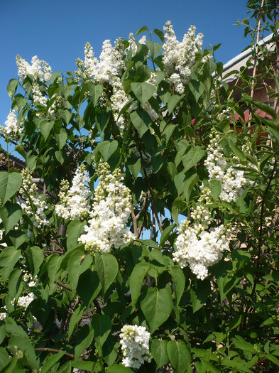 26.04.2012 - GRADINA 2012