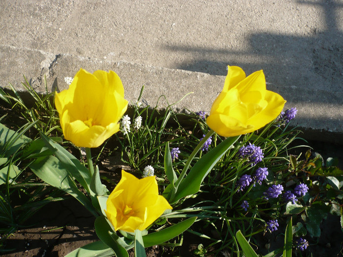 P1120828 - GRADINA 2012