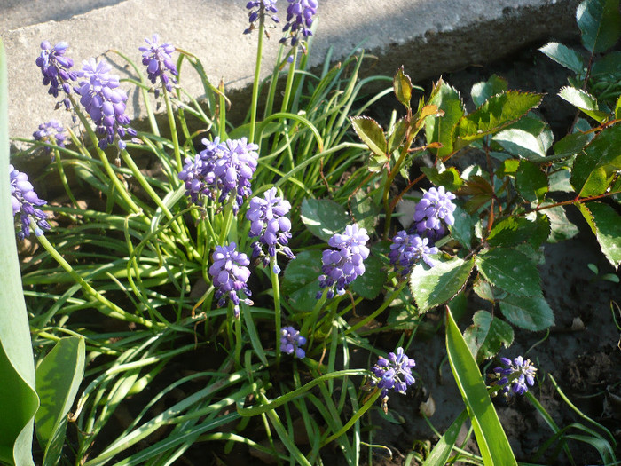 P1120829 - GRADINA 2012