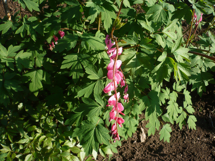 P1120839 - GRADINA 2012