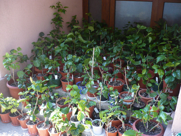 la "calit"