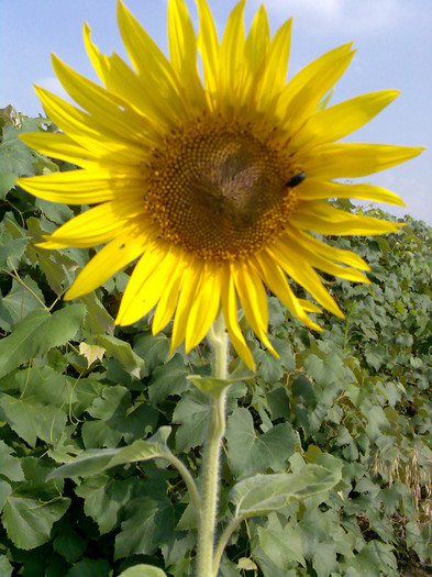floarea soarelui - flori de casa