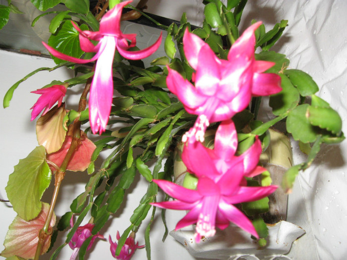 IMG_3361 - flori de casa