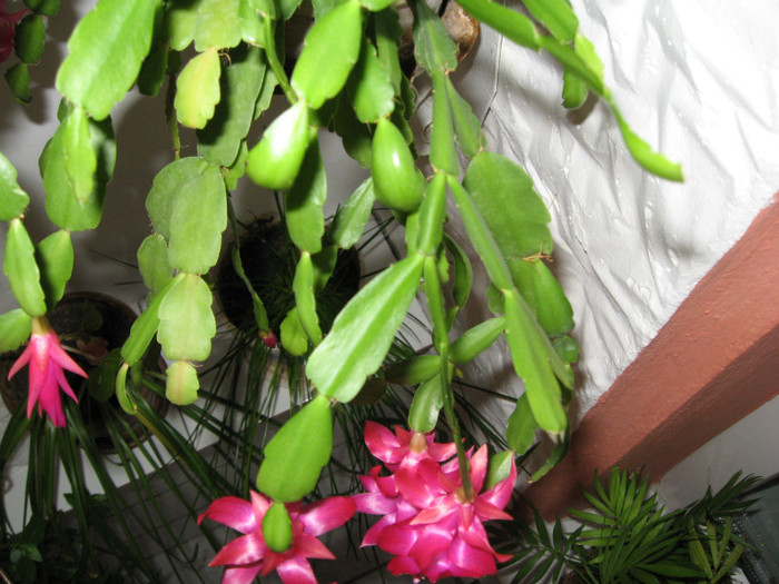 IMG_3366 - flori de casa