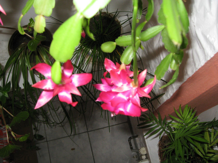 IMG_3367 - flori de casa