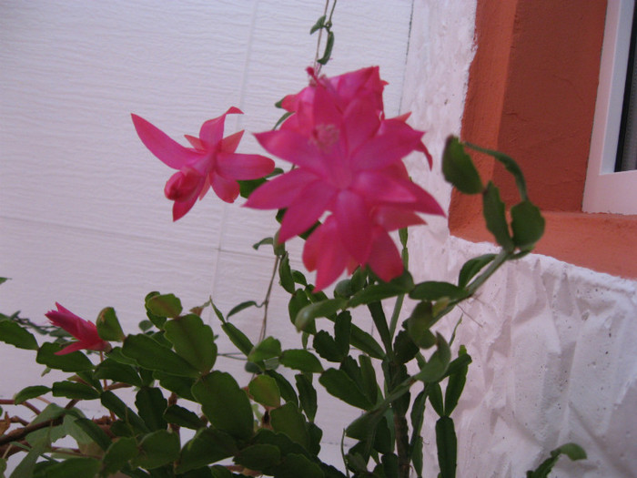 IMG_3369 - flori de casa