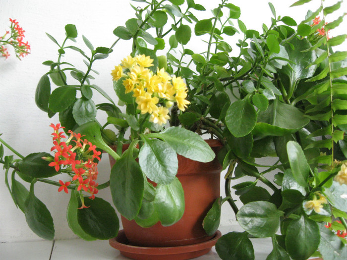 Picture 001 - flori de casa