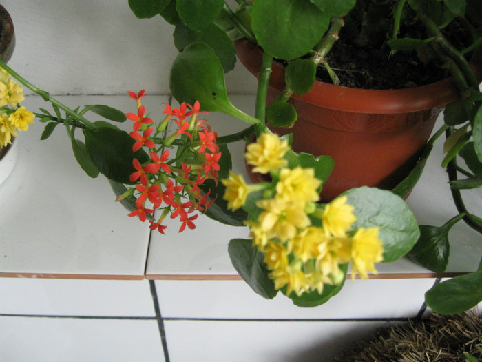 Picture 002 - flori de casa