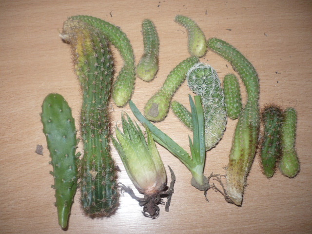 multi cactusi
