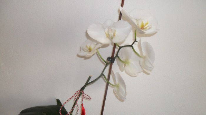 alte orhidee 004 - frumoasele mele