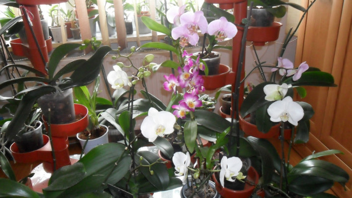 aranjament orhidee inflorite 002 - frumoasele mele