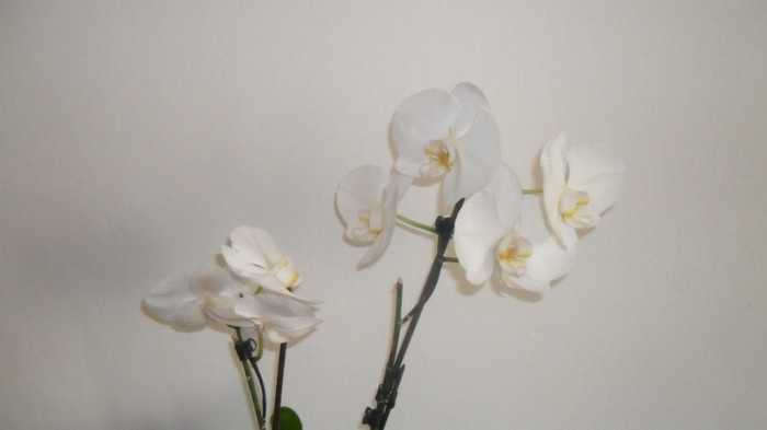 alte orhidee 005 - frumoasele mele