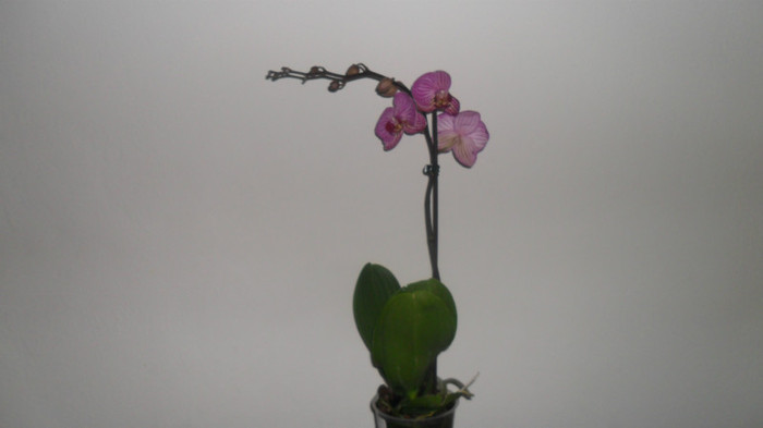 alte orhidee 002 - frumoasele mele