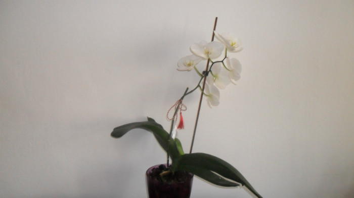 alte orhidee 003 - frumoasele mele