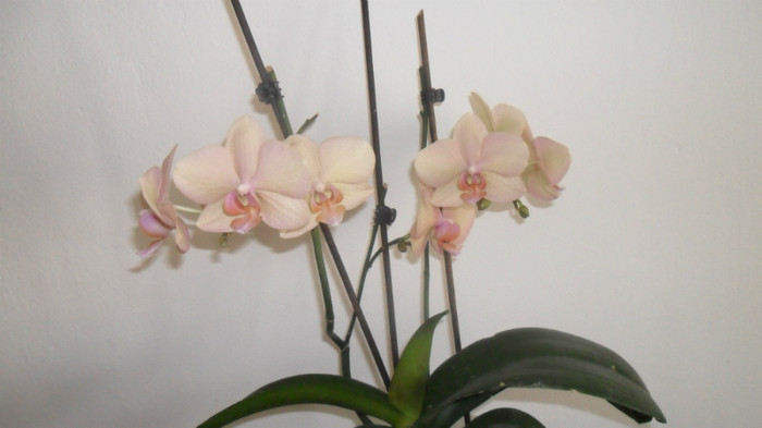 alte orhidee 006