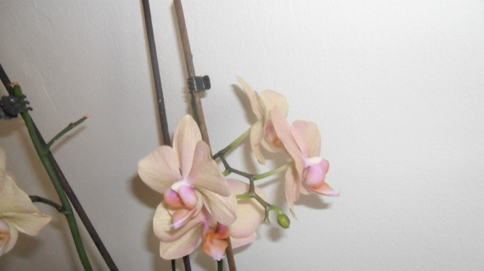 alte orhidee 007