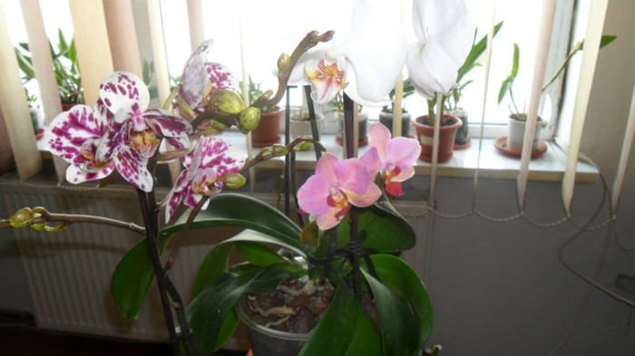 alte orhidee 008