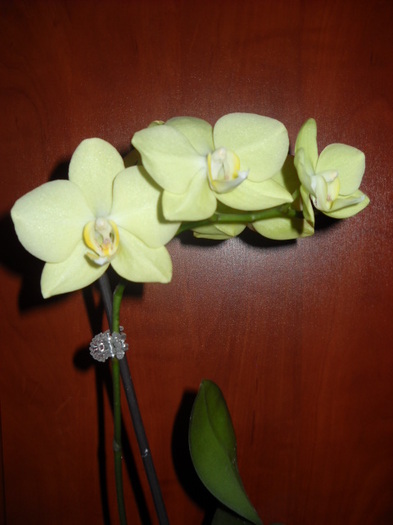 001 - 2012- Orhideea