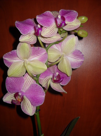 003 - 2012- Orhideea