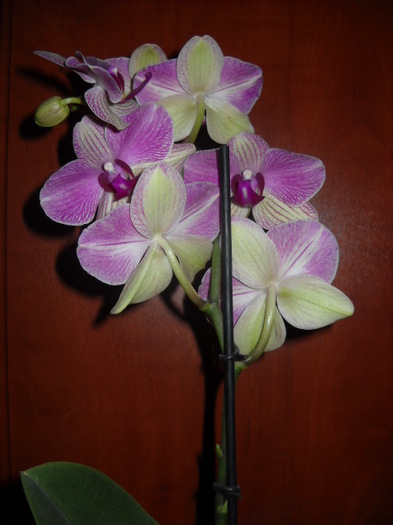004 - 2012- Orhideea