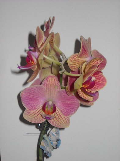 009 - 2012- Orhideea