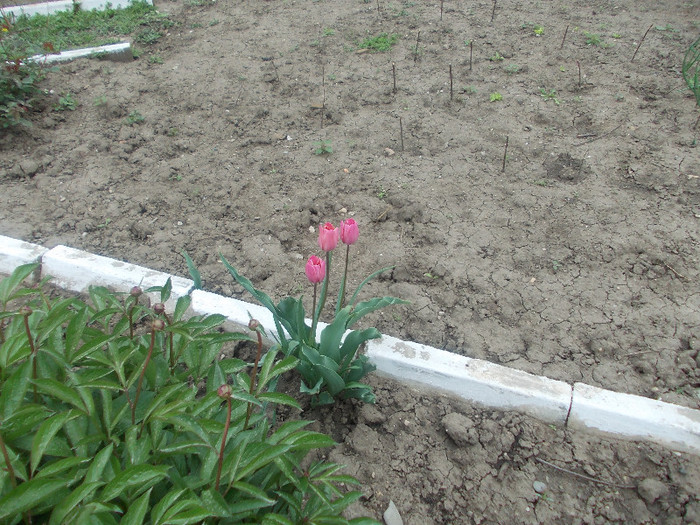 sfarsit de aprilie 026