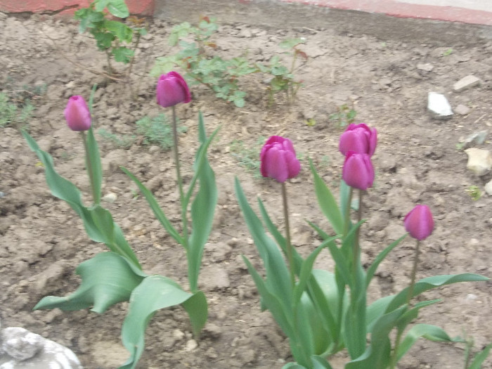 sfarsit de aprilie 035