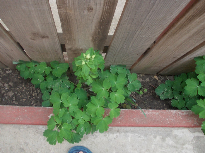 sfarsit de aprilie 043 - 33-FLORI DE GRADINA 2012