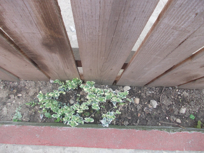 sfarsit de aprilie 044 - 33-FLORI DE GRADINA 2012