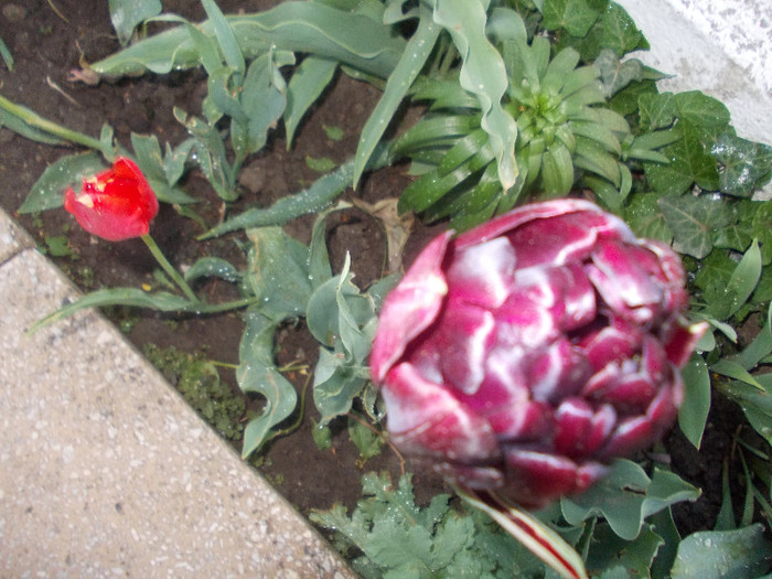 Copy of sfarsit de aprilie 101 - 33-FLORI DE GRADINA 2012