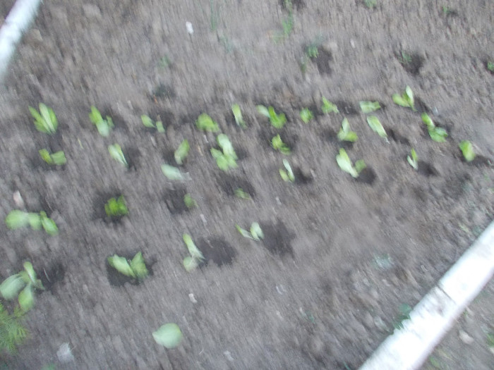 sfarsit de aprilie 089