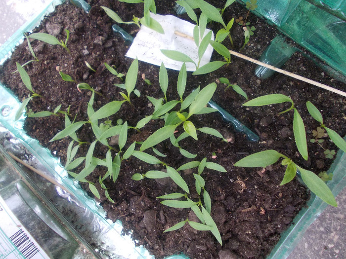 sfarsit de aprilie 046