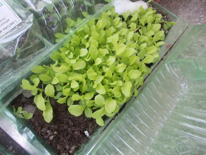 sfarsit de aprilie 047