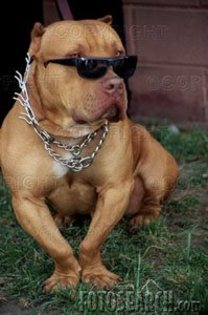 caine mafiot